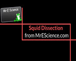 Squid dissection video